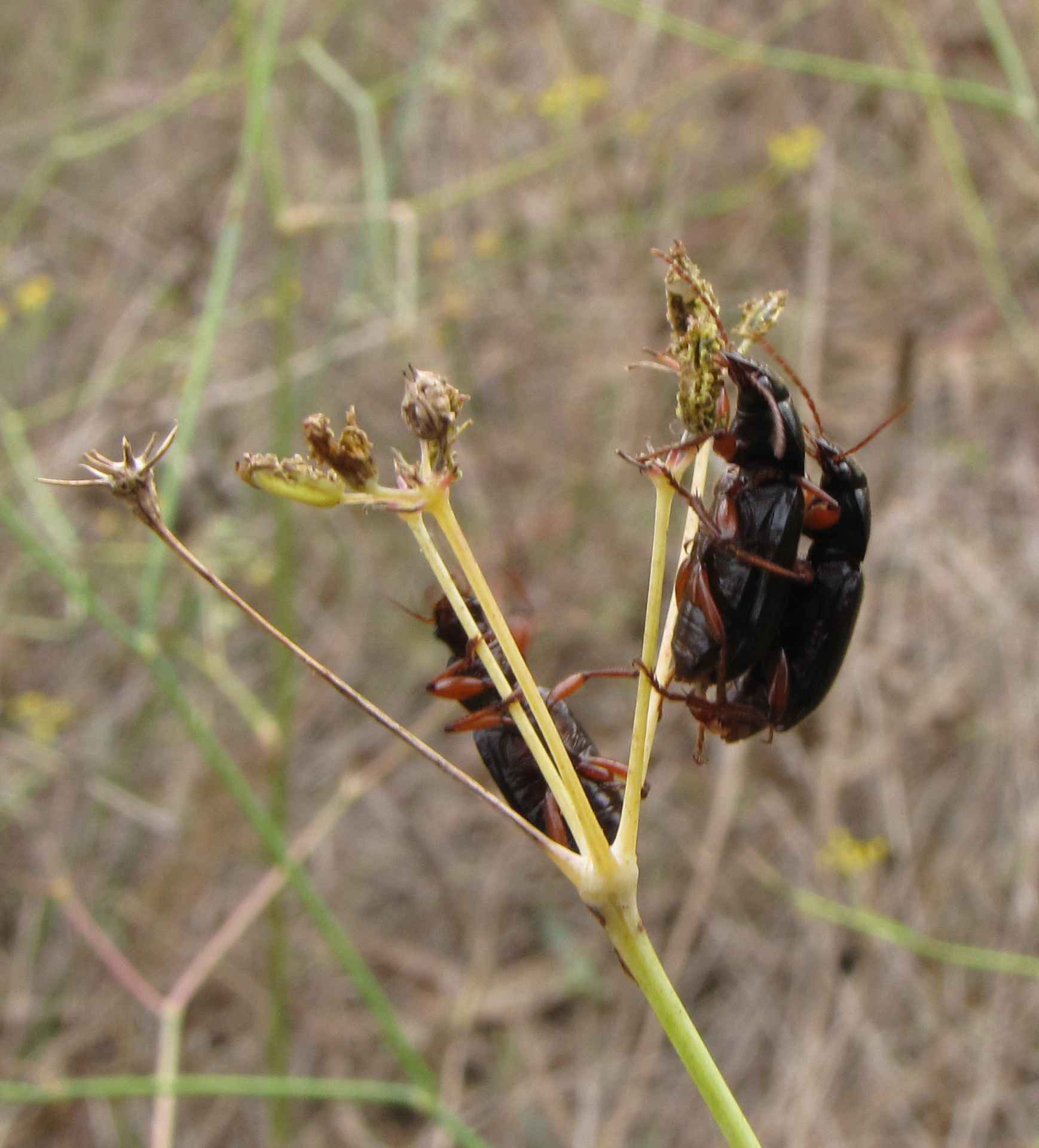 Carabidae su finocchio: probabili Ophonus sp.